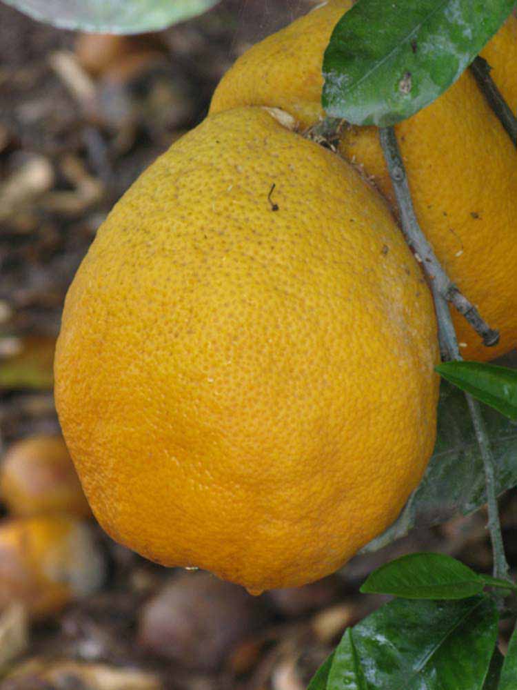            Fruit (Riverside, CA)   